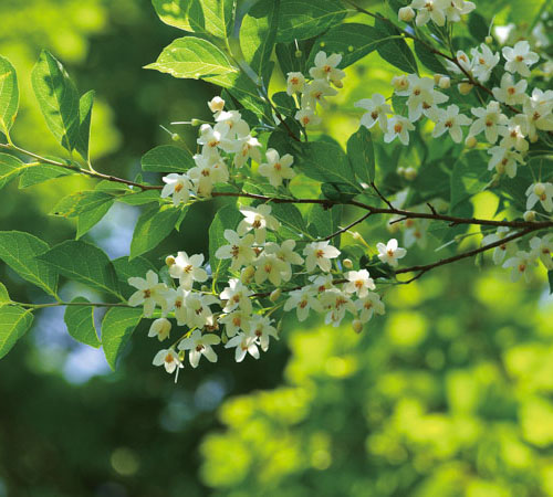 ［えごのき］ えごの木 花：5月～6月 実：9月～10月<br>初夏に白く清楚な花を枝いっぱいにつけます。うつむくように咲く無数の花は、甘い香りをよく放ちます。卵型の実は、昔せっけんの代わりに洗濯に使っていたそうです。