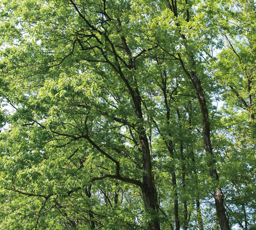 ［こなら］小楢 花：4月～5月 実：10月<br>早春に芽吹き、森は黄緑色に包まれていきます。かつては薪炭の生産を目的とした林の主要な木でした。樹液にはカブトムシなどが集まり、どんぐりはリスやネズミのごちそうになります。