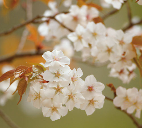 ［やまざくら］ 山桜 花：3月～4月 実：5月～6月<br>この地域に自生するさくらです。そめいよしのより少し遅くに花を咲かせ、花と同時に赤みを帯びた若葉を出します。淡い白桃色の花が新緑の山を彩ります。